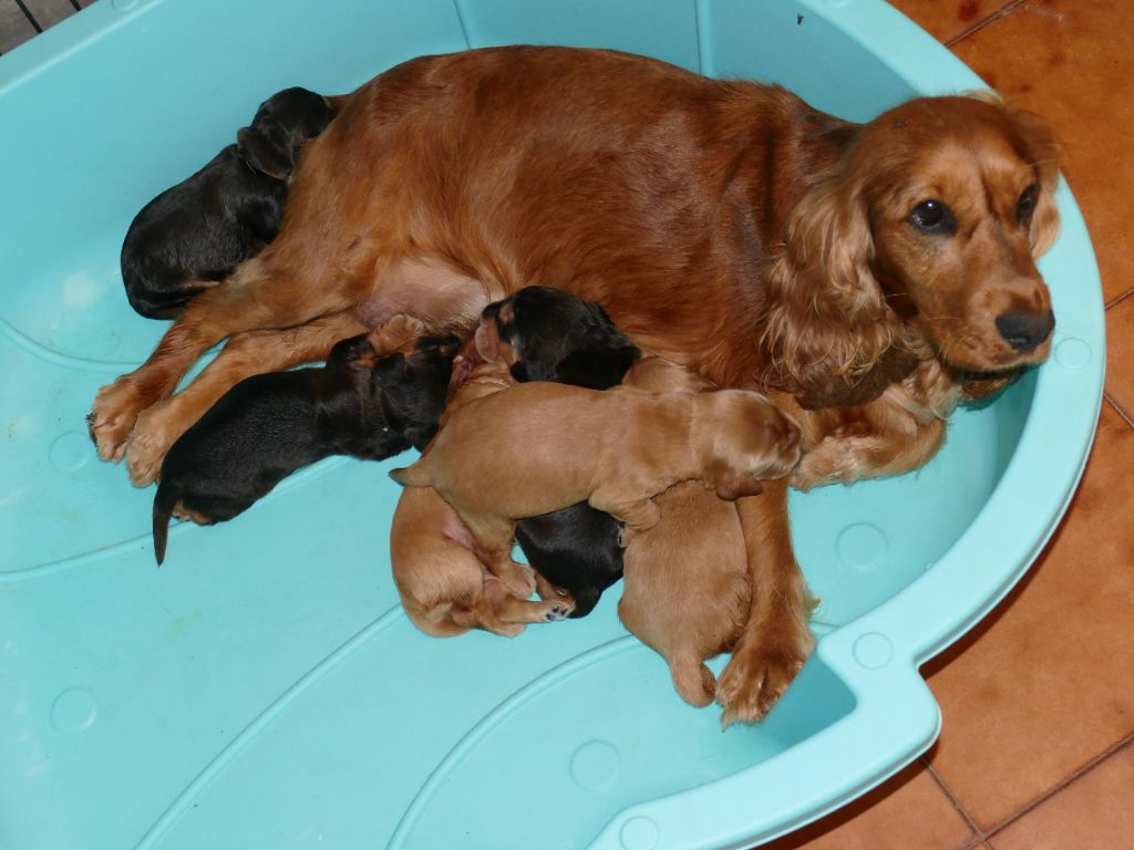 Du Temps Des Amazones - Chiots disponibles - Cocker Spaniel Anglais