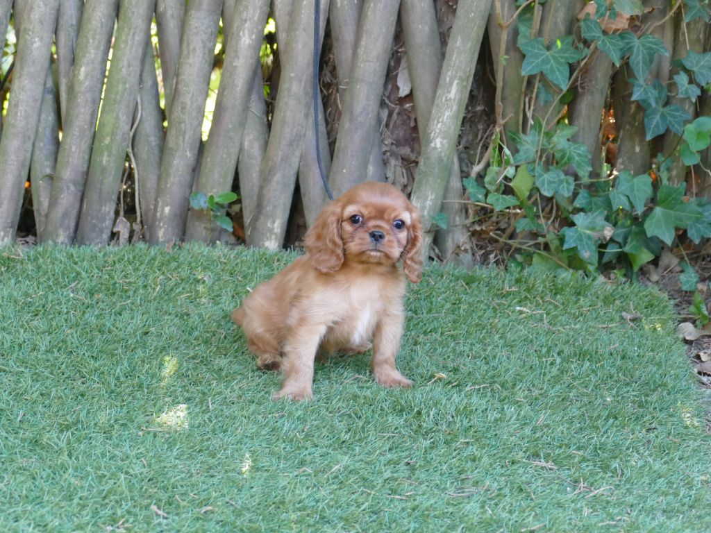 Du Temps Des Amazones - Chiots disponibles - Cavalier King Charles Spaniel