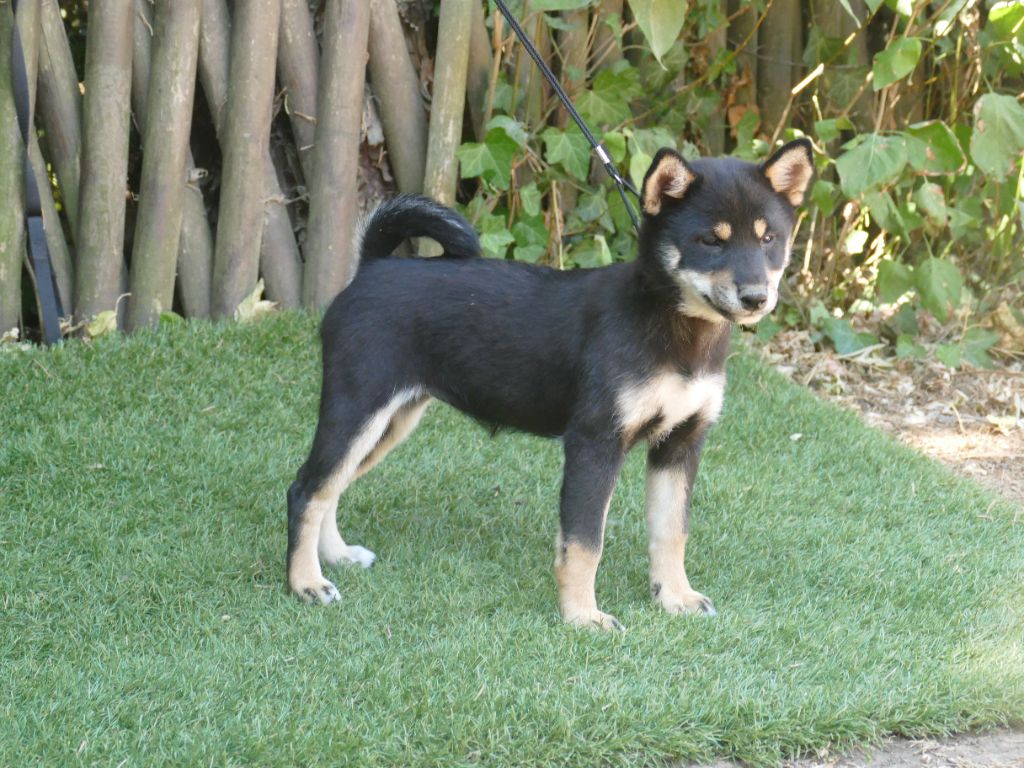 Du Temps Des Amazones - Chiots disponibles - Shiba