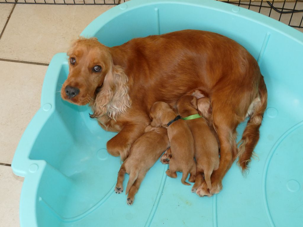 Du Temps Des Amazones - Chiots disponibles - Cocker Spaniel Anglais