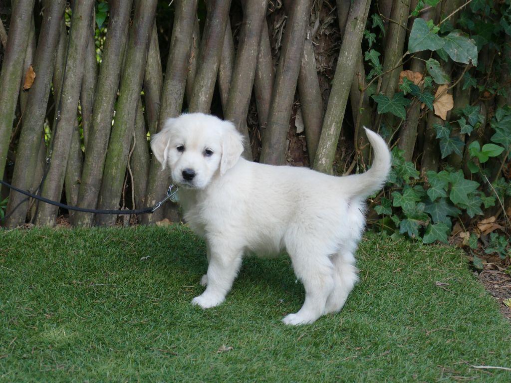 Du Temps Des Amazones - Chiots disponibles - Golden Retriever