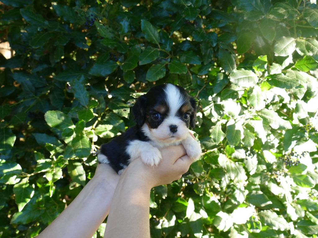 Du Temps Des Amazones - Chiots disponibles - Cavalier King Charles Spaniel