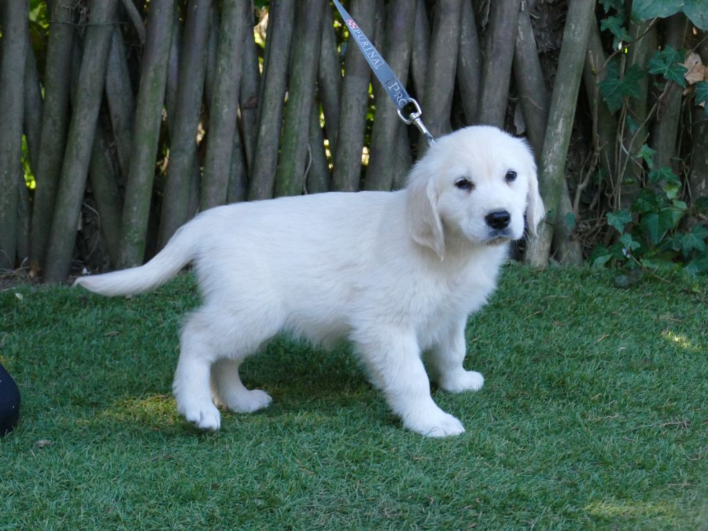 Du Temps Des Amazones - Chiots disponibles - Golden Retriever