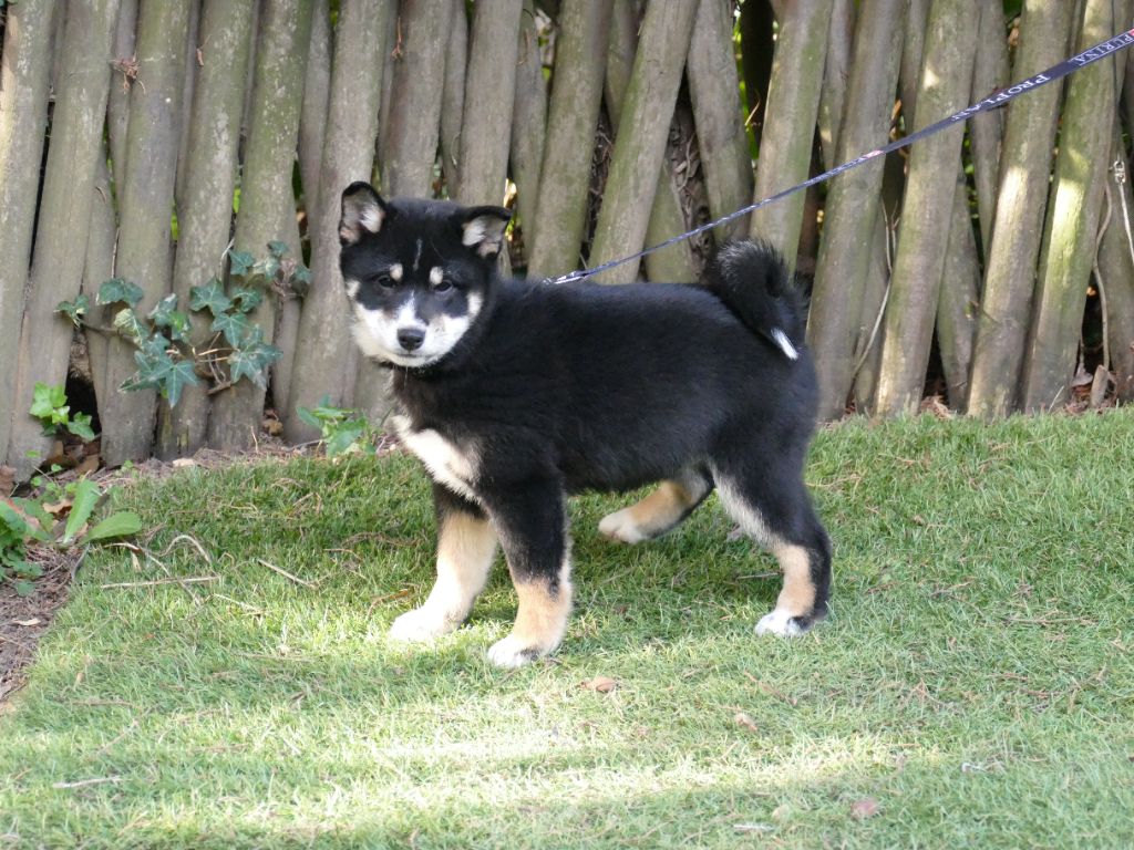Du Temps Des Amazones - Chiots disponibles - Shiba