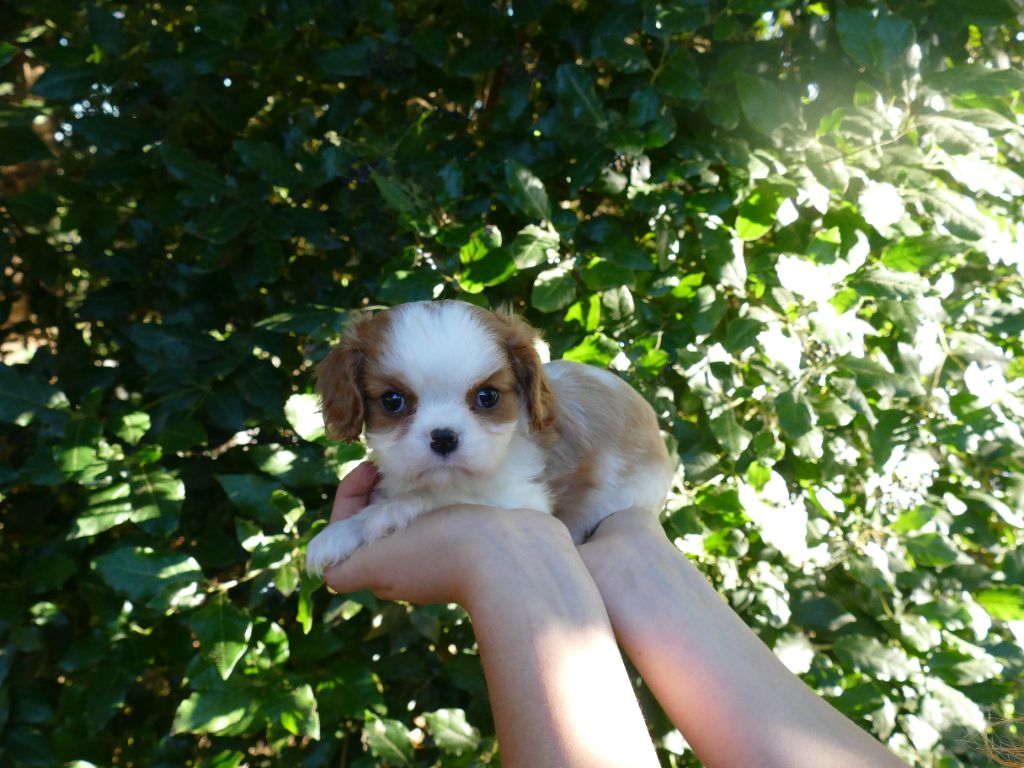 Du Temps Des Amazones - Chiots disponibles - Cavalier King Charles Spaniel