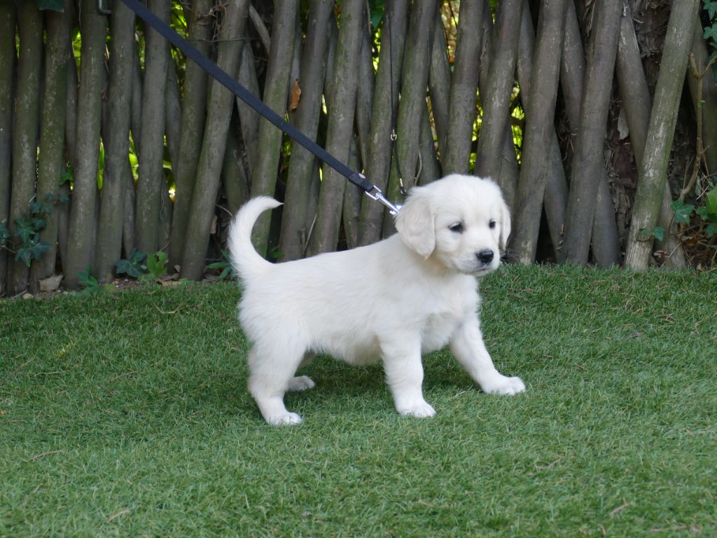 Du Temps Des Amazones - Chiots disponibles - Golden Retriever