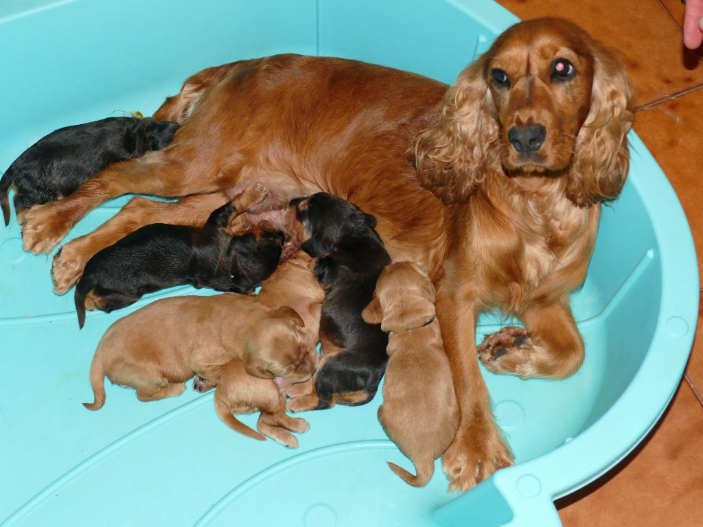 Du Temps Des Amazones - Chiots disponibles - Cocker Spaniel Anglais