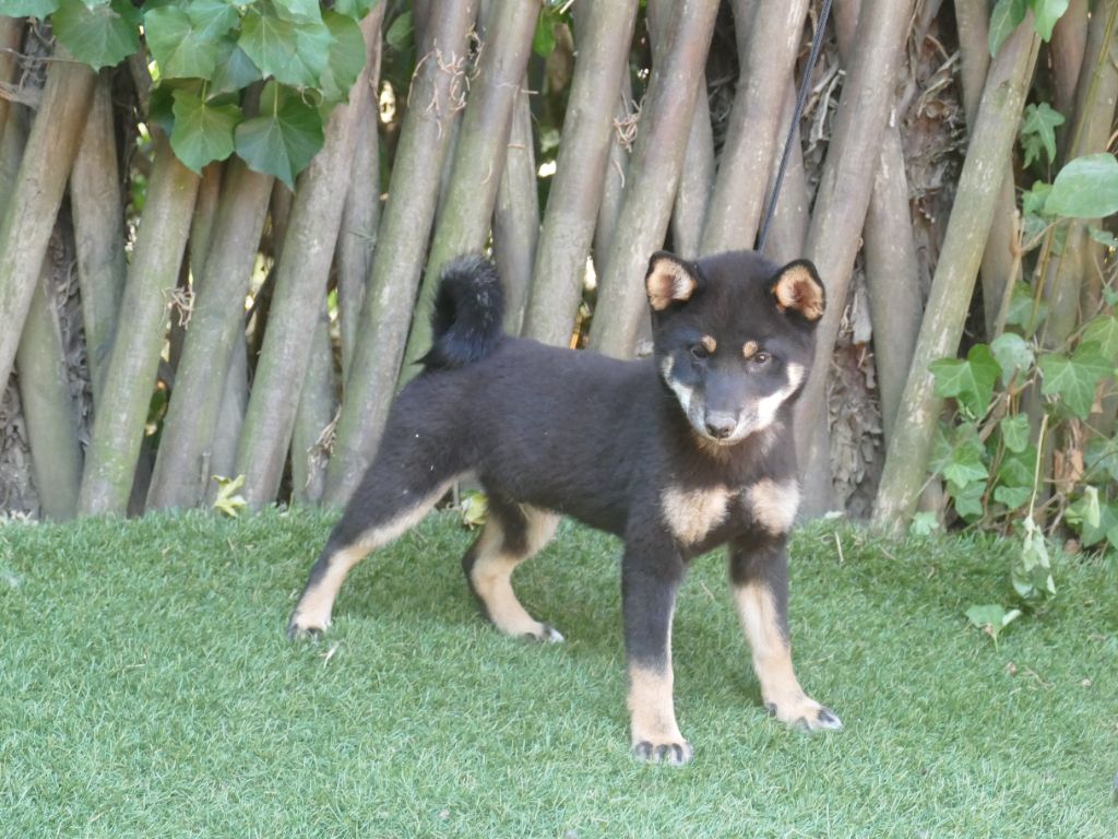 Du Temps Des Amazones - Chiots disponibles - Shiba