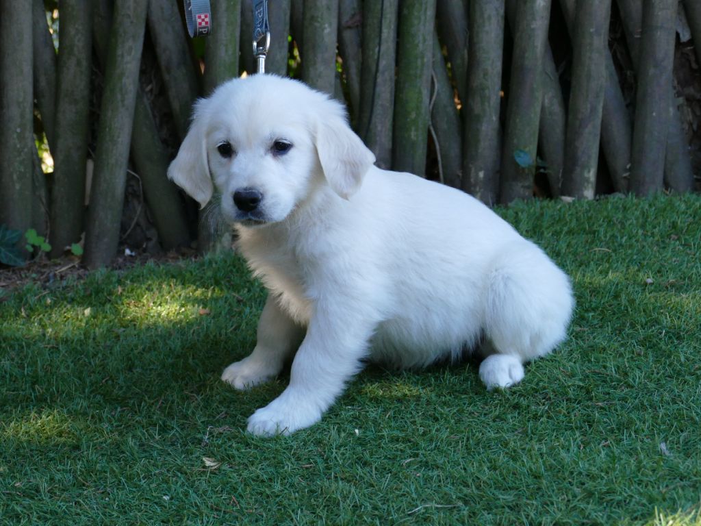 Du Temps Des Amazones - Chiots disponibles - Golden Retriever