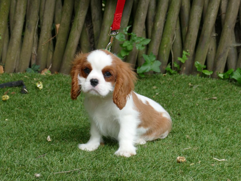 Du Temps Des Amazones - Chiots disponibles - Cavalier King Charles Spaniel
