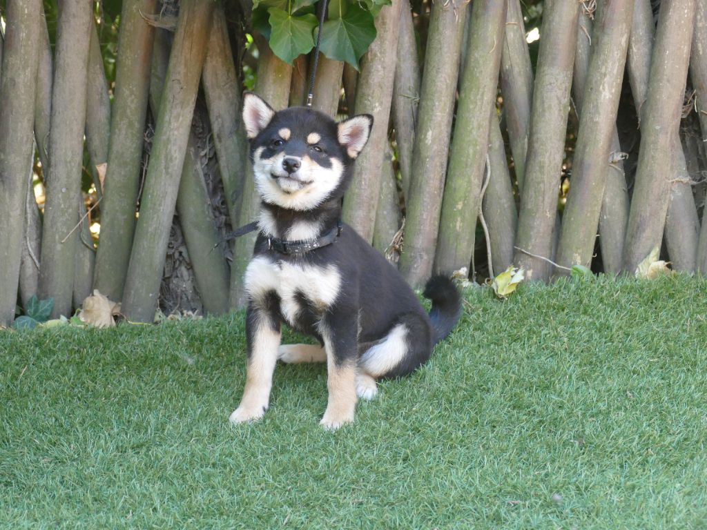 Du Temps Des Amazones - Chiots disponibles - Shiba