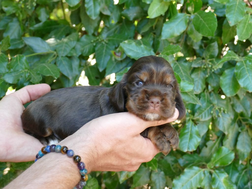 Du Temps Des Amazones - Chiots disponibles - Cocker Spaniel Anglais