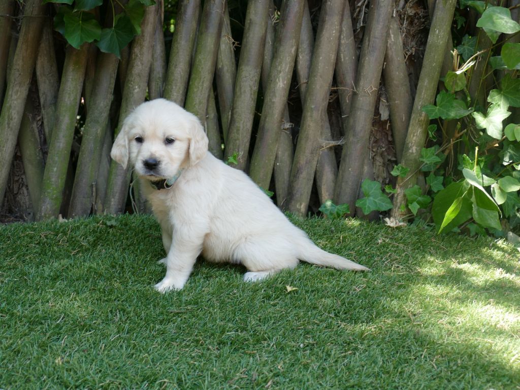 Du Temps Des Amazones - Chiots disponibles - Golden Retriever