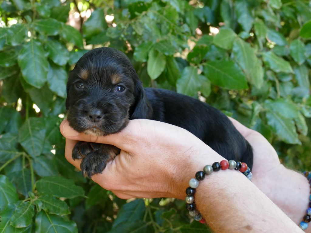 Du Temps Des Amazones - Chiots disponibles - Cocker Spaniel Anglais