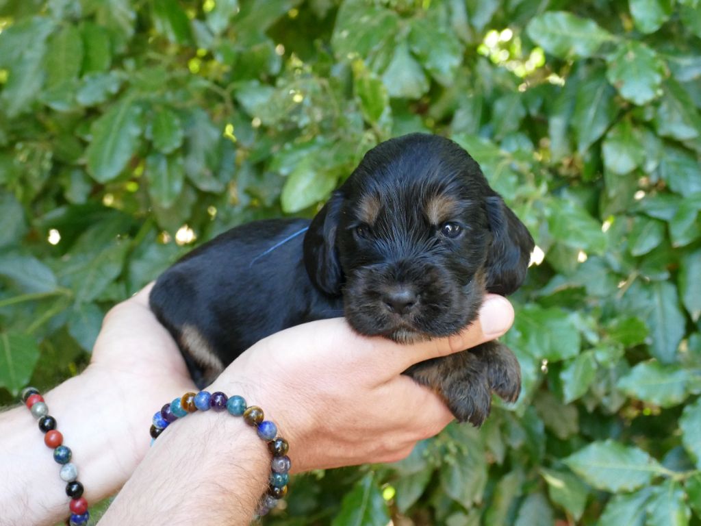 Du Temps Des Amazones - Chiots disponibles - Cocker Spaniel Anglais