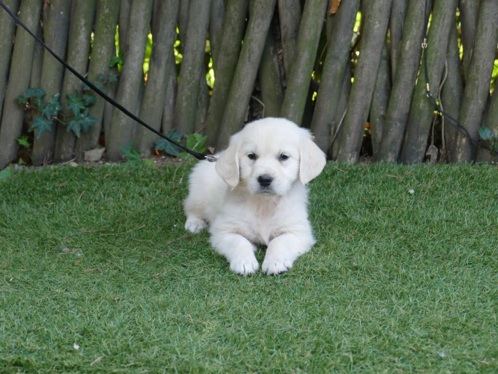 Du Temps Des Amazones - Chiots disponibles - Golden Retriever