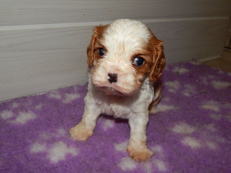Du Temps Des Amazones - Cavalier King Charles Spaniel - Portée née le 31/03/2016