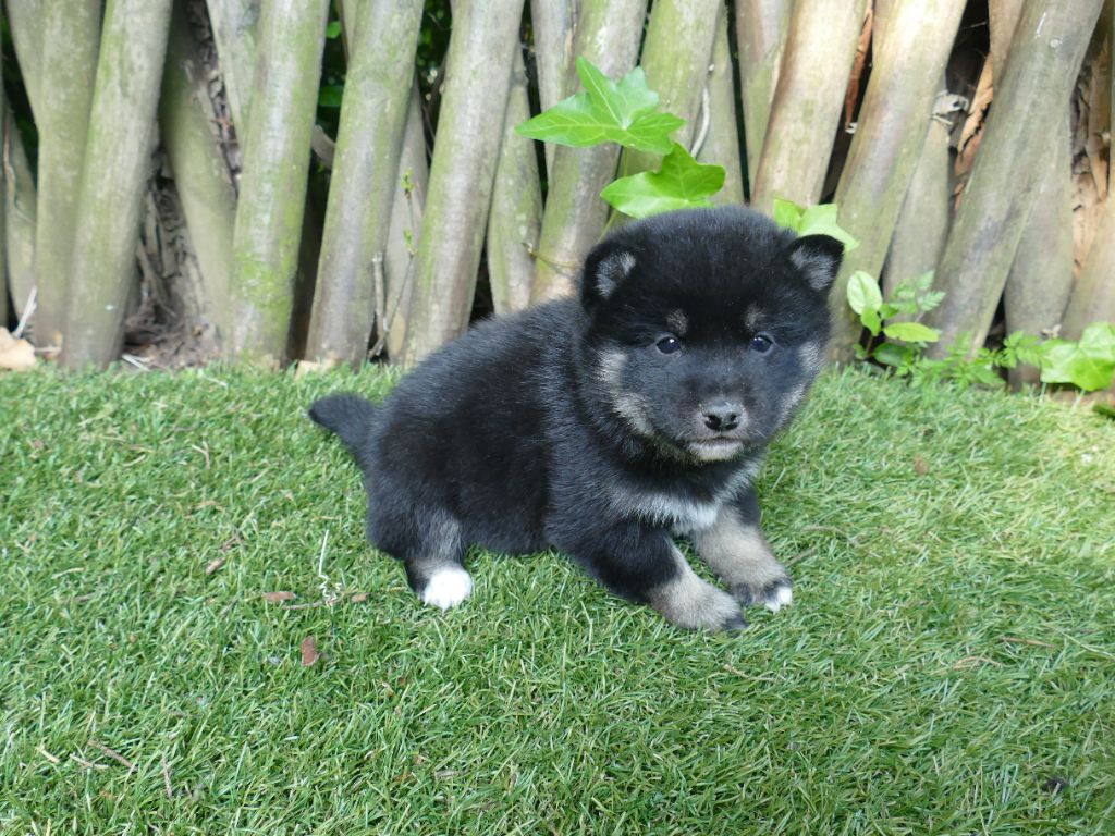 Du Temps Des Amazones - Chiots disponibles - Shiba