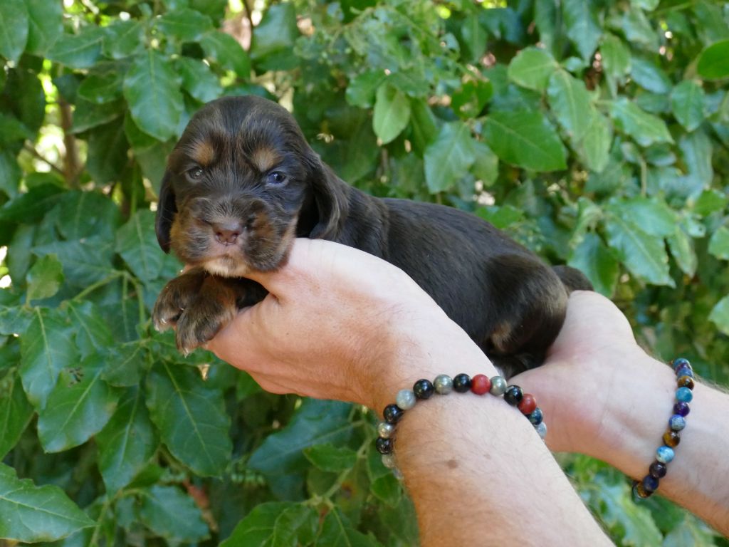 Du Temps Des Amazones - Chiots disponibles - Cocker Spaniel Anglais