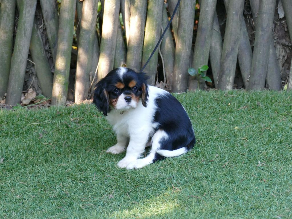 Du Temps Des Amazones - Chiots disponibles - Cavalier King Charles Spaniel