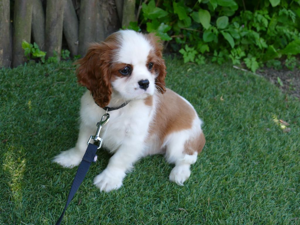 Du Temps Des Amazones - Chiots disponibles - Cavalier King Charles Spaniel