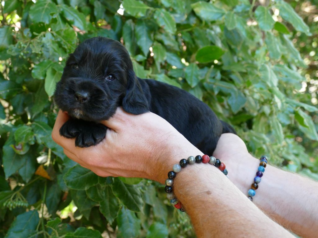 Du Temps Des Amazones - Chiots disponibles - Cocker Spaniel Anglais