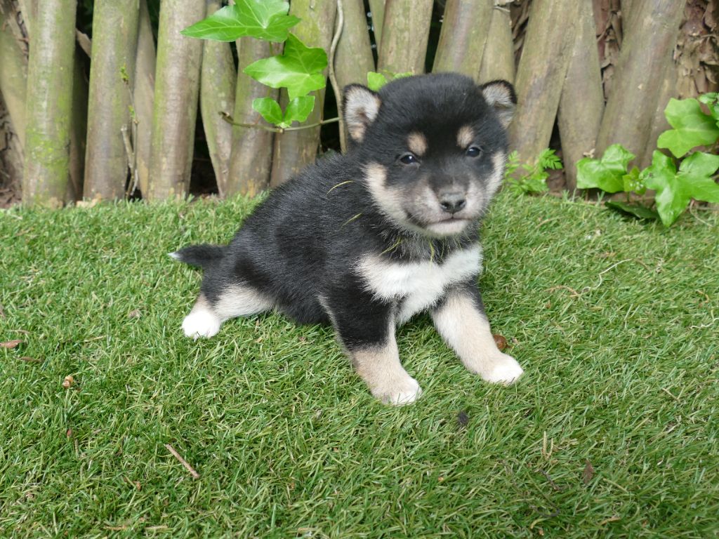Du Temps Des Amazones - Chiots disponibles - Shiba