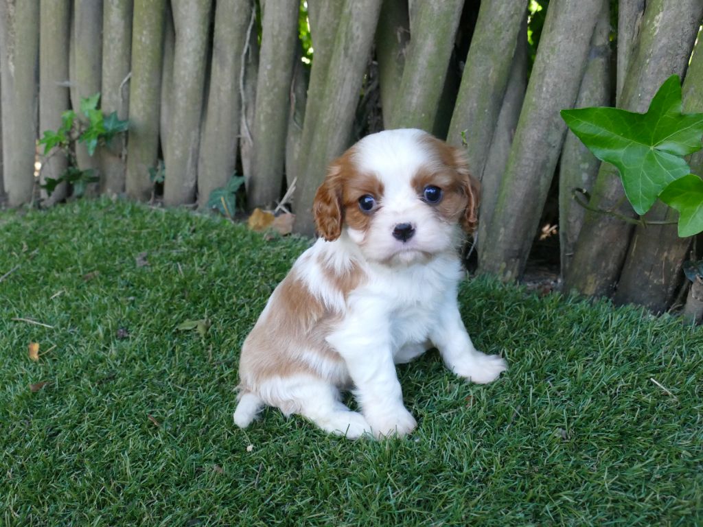 Du Temps Des Amazones - Chiots disponibles - Cavalier King Charles Spaniel