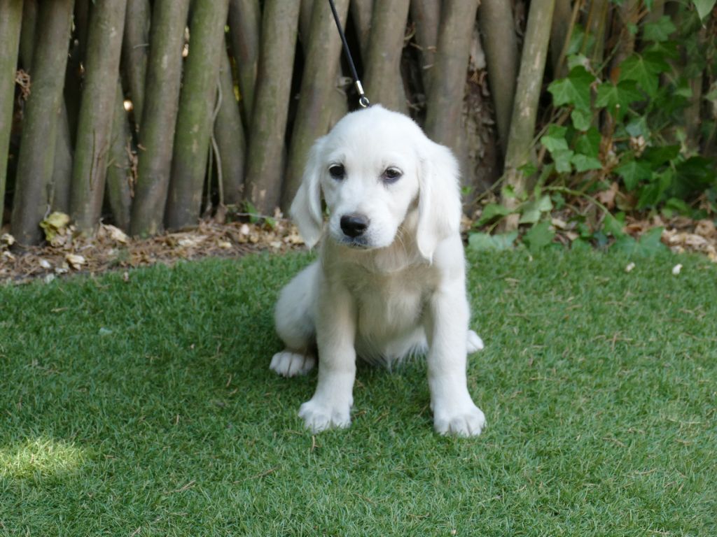 Du Temps Des Amazones - Chiots disponibles - Golden Retriever