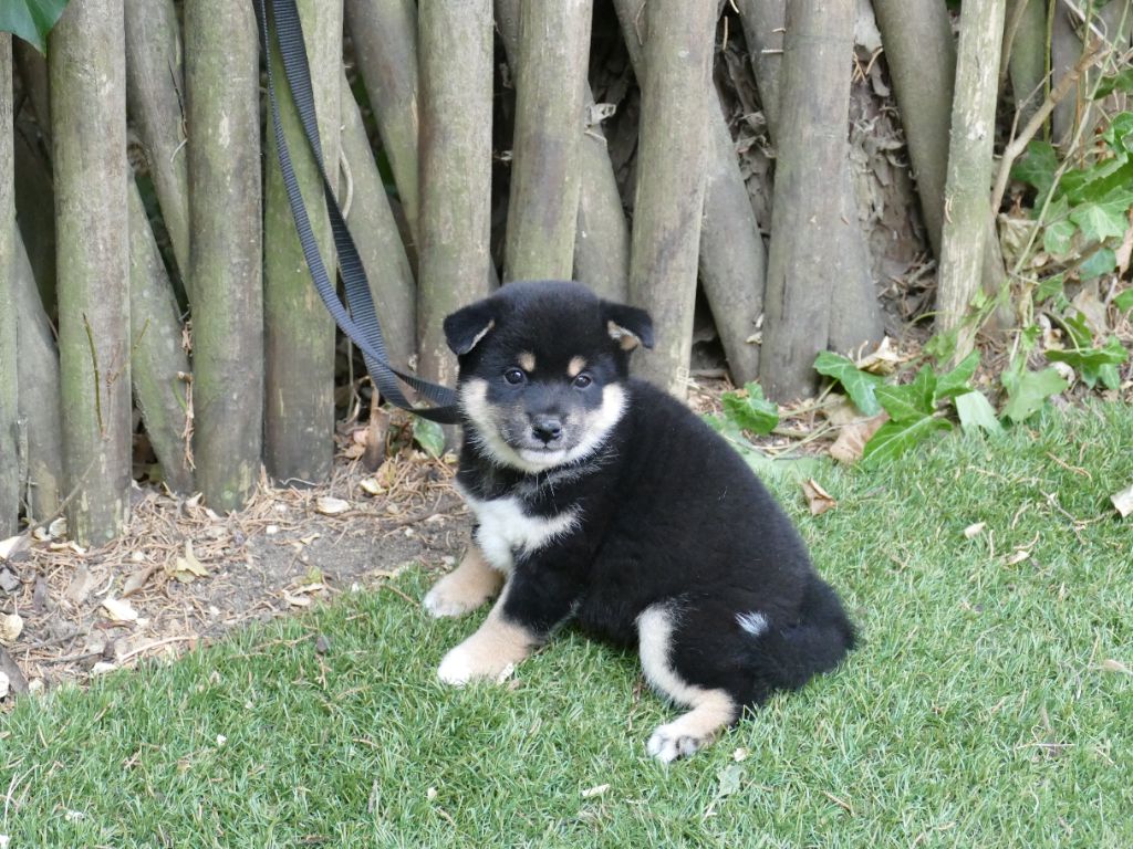 Du Temps Des Amazones - Chiots disponibles - Shiba