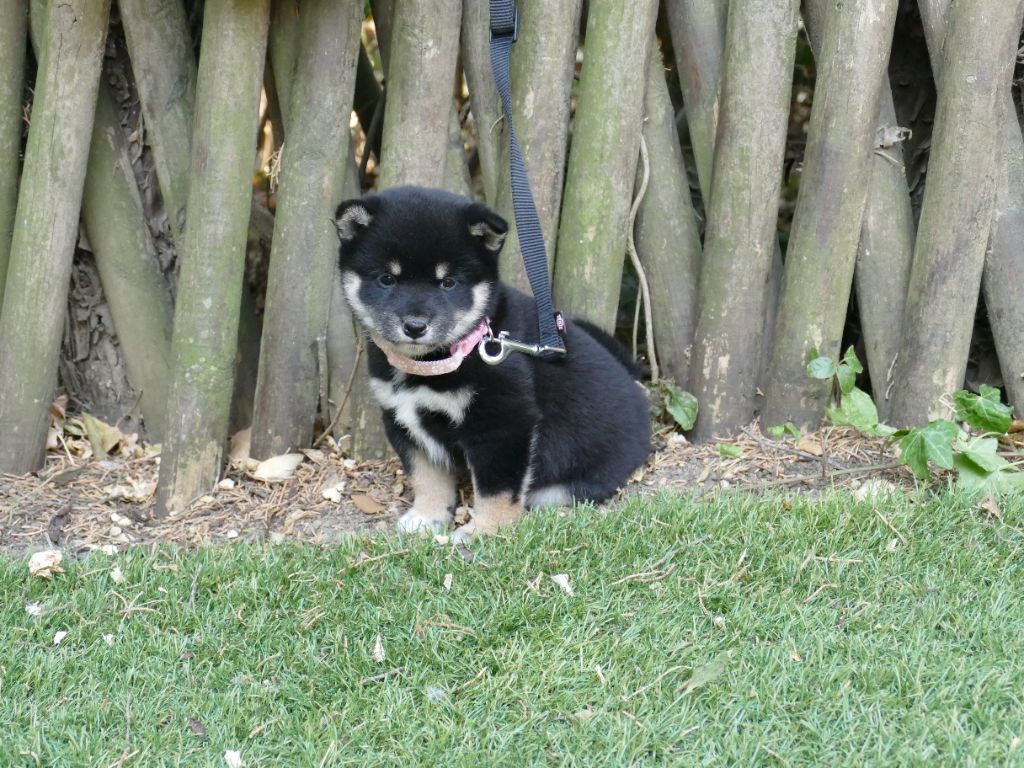 Du Temps Des Amazones - Chiots disponibles - Shiba