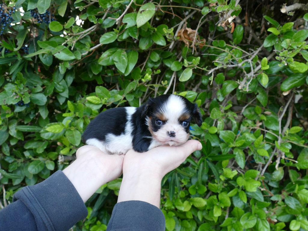 Du Temps Des Amazones - Chiots disponibles - Cavalier King Charles Spaniel