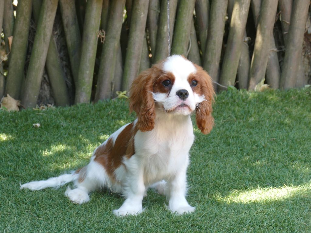 Du Temps Des Amazones - Chiots disponibles - Cavalier King Charles Spaniel