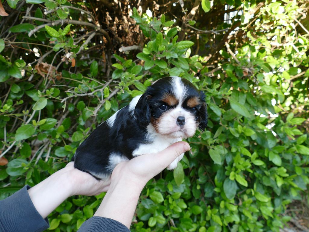 Du Temps Des Amazones - Chiots disponibles - Cavalier King Charles Spaniel