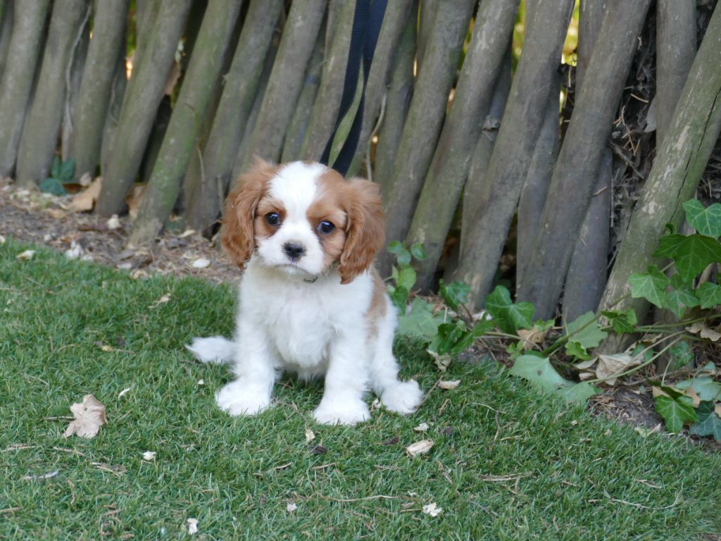Du Temps Des Amazones - Chiots disponibles - Cavalier King Charles Spaniel