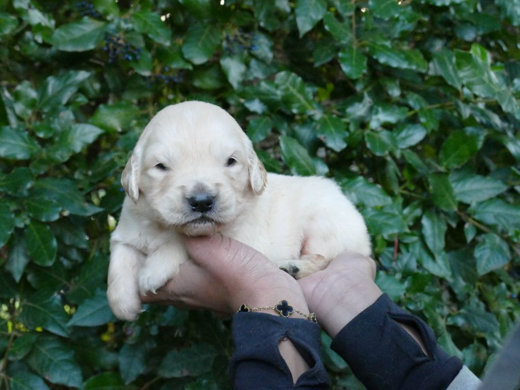 Du Temps Des Amazones - Chiots disponibles - Golden Retriever