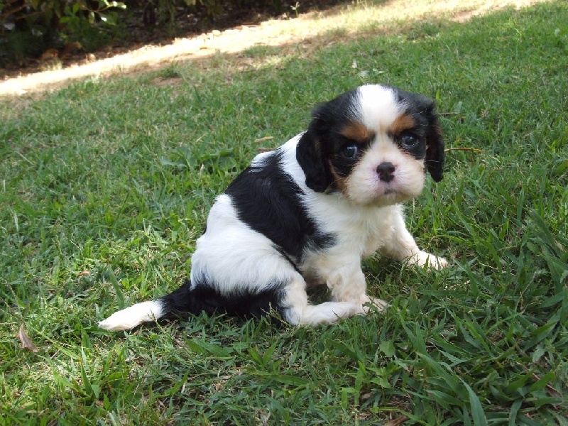 Du Temps Des Amazones - Cavalier King Charles Spaniel - Portée née le 17/07/2016