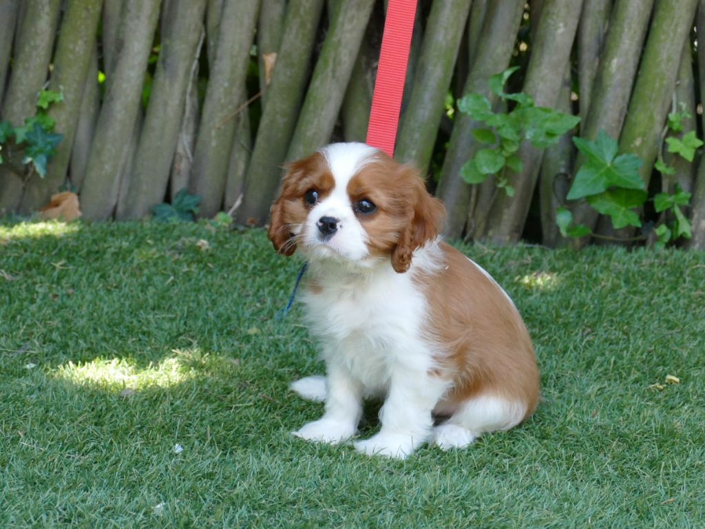 Du Temps Des Amazones - Chiots disponibles - Cavalier King Charles Spaniel