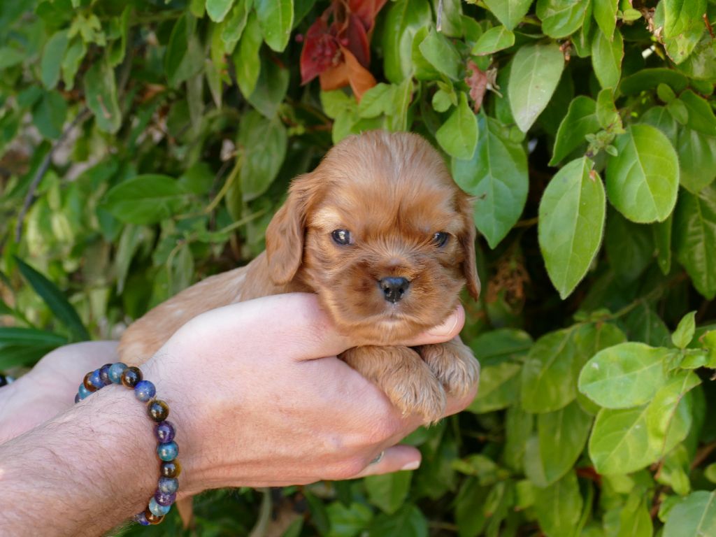 Du Temps Des Amazones - Chiots disponibles - Cavalier King Charles Spaniel