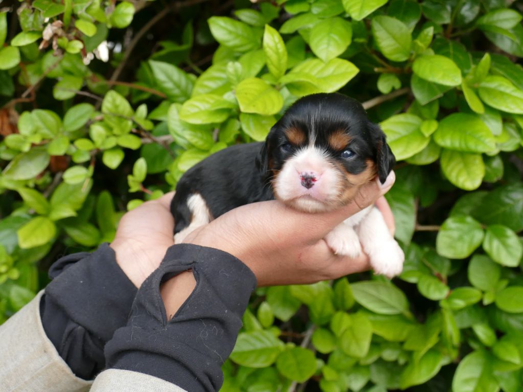 Du Temps Des Amazones - Chiots disponibles - Cavalier King Charles Spaniel