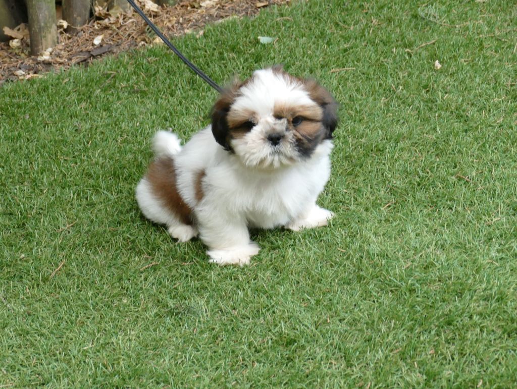 Du Temps Des Amazones - Chiots disponibles - Shih Tzu