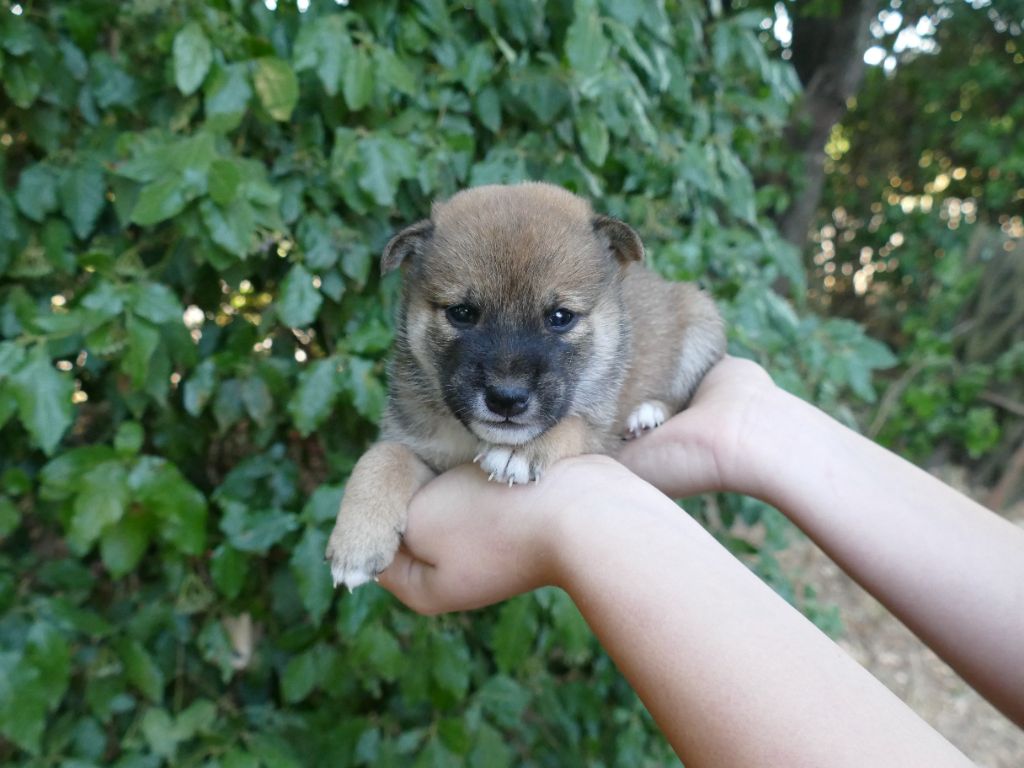 Du Temps Des Amazones - Chiots disponibles - Shiba