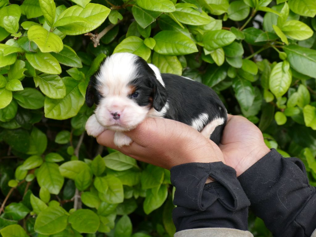 Du Temps Des Amazones - Chiots disponibles - Cavalier King Charles Spaniel