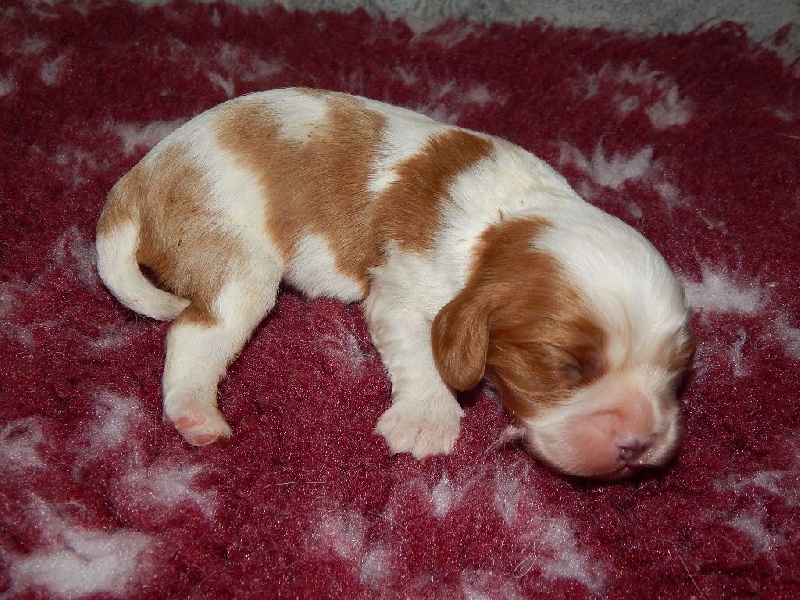 Du Temps Des Amazones - Cavalier King Charles Spaniel - Portée née le 18/04/2016