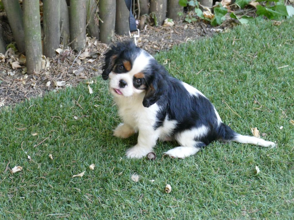 Du Temps Des Amazones - Chiots disponibles - Cavalier King Charles Spaniel