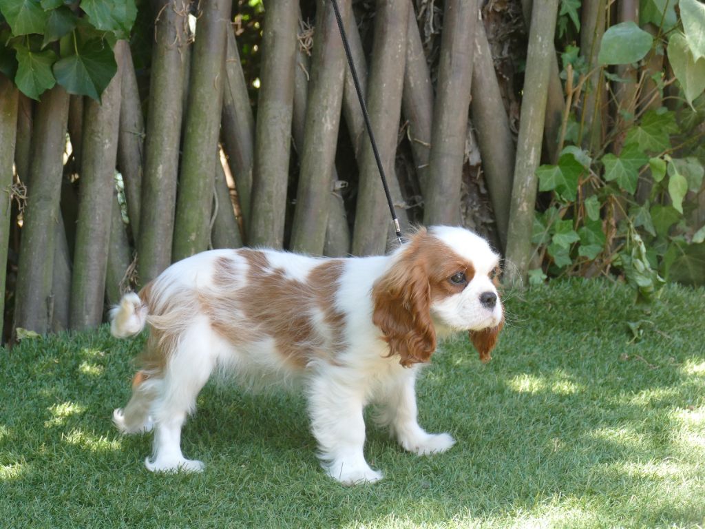 Du Temps Des Amazones - Chiots disponibles - Cavalier King Charles Spaniel