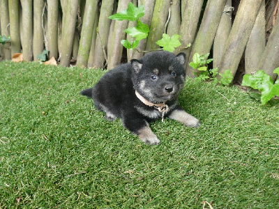 CHIOT 2
