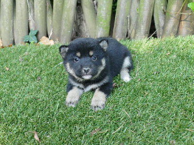 CHIOT 8