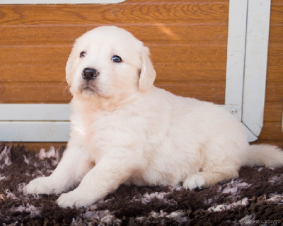 CHIOT 5