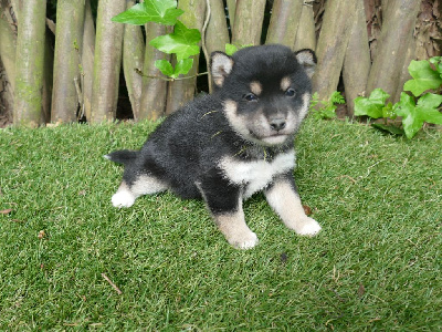 CHIOT 7 NOIR FEU
